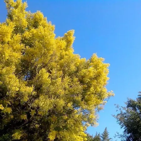 別荘 Escarpolette Mandelieu